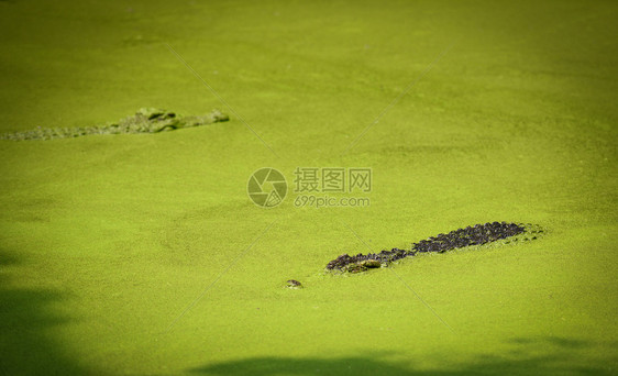 鳄鱼漂浮在水河中等待猎物农场中大型淡水鳄鱼图片