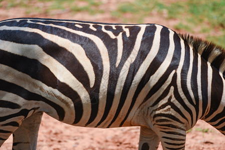 斑马模式实际非洲斑马平原公园草图片