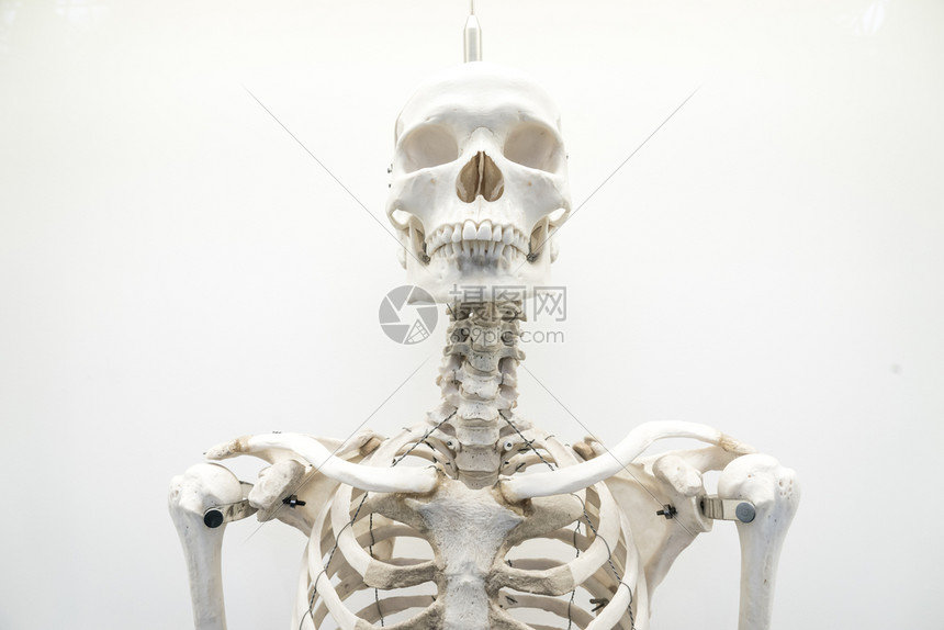 人类骨髓结构白背景