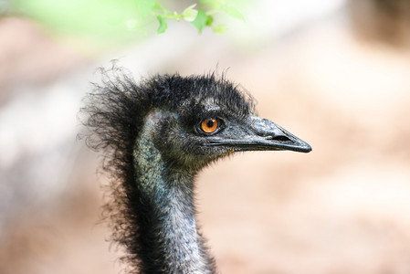 澳大利亚的乌姆鸟关闭头和眼睛emuDromaiusnovaehollandiae图片