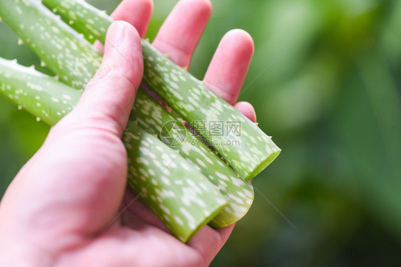 与天然绿色背景用天然胶类草药和关闭新鲜的藻叶图片