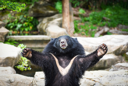 黑熊和胸前五型是白羊毛亚裔黑熊在夏天站立放松图片