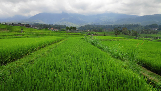 印度尼西亚巴厘的Jatiluwih稻田水梯图片