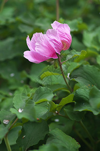 皮尼肖像紫花朵和大自然图片