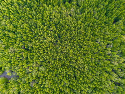 泰公园热带森林绿树夏季山区或丘的空中最高峰自然景观图案背图片