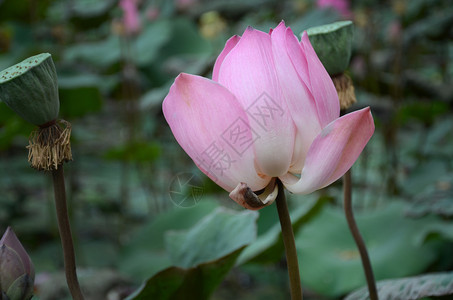 池塘中莲花的芽图片