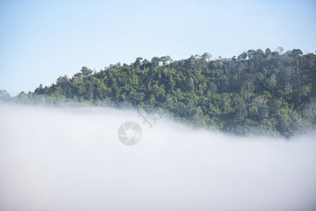山雾林冬季早起树木茂密雾景图片