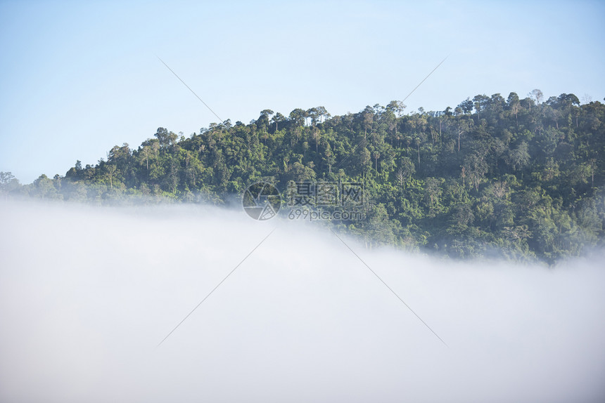 山雾林冬季早起树木茂密雾景图片