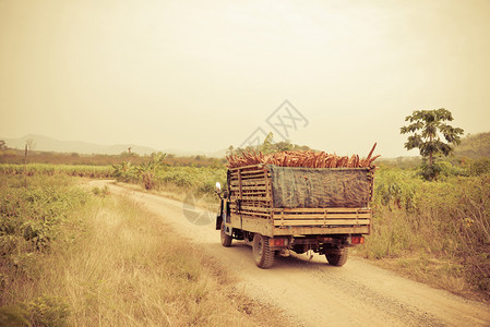 在农耕田村的卡车上收获木薯图片