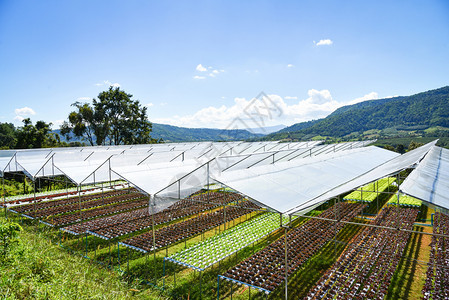 在山区温室有机物中在没土壤农业的水上种植花园养物图片