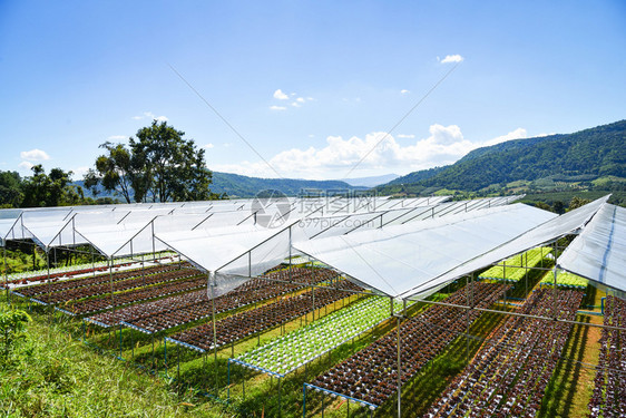 在山区温室有机物中在没土壤农业的水上种植花园养物图片