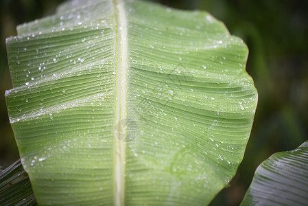 天然雨后带水滴的香蕉叶图片