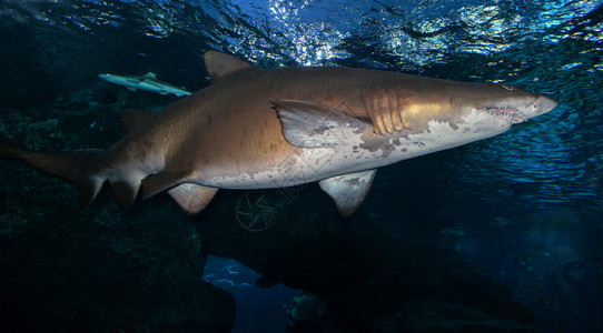 鲨鱼在海洋中游泳的生物鲨鱼在海底的照片图片