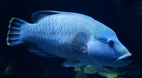 游背景鱼拿破仑游海洋水下生物cheilinusundulatus背景