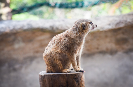 Meerkat树桩木的松样貌图片