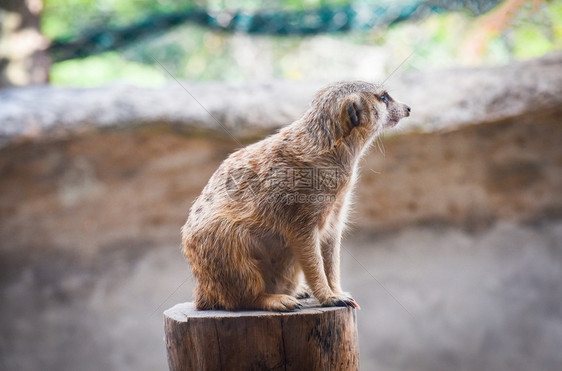 Meerkat树桩木的松样貌图片