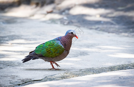 普通的亚洲绿宝石鸟鸽在地板上行走的绿翼图片
