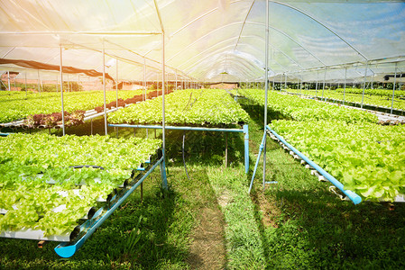 在温室有机蔬菜水栽养系统没有土壤农业的水上文农场沙拉植物在花园种的青绿橡树生菜沙拉和新鲜绿色橡树生菜沙拉背景图片