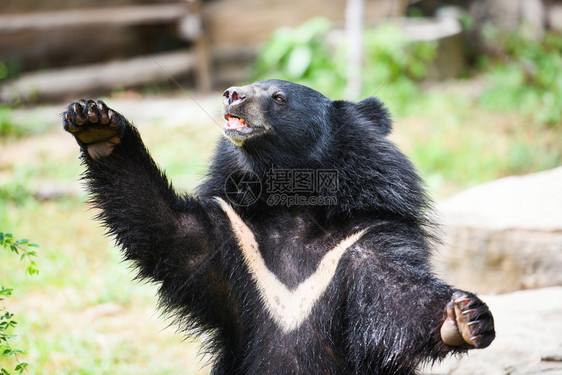亚洲黑熊在夏天站立和放松黑熊胸部V形状是白羊毛图片