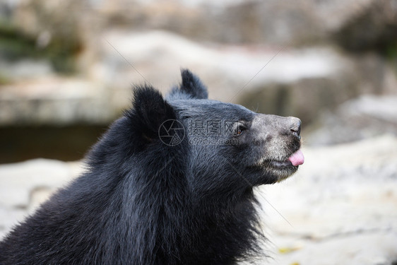 AsiaticBlackbear站着放松夏天在动物园等食图片