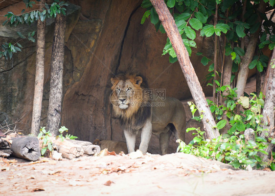 动物园里的狮子和一只雄站在洞穴前图片