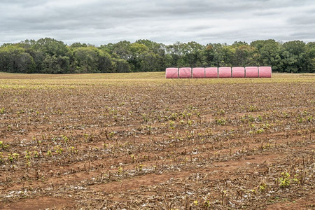 在阿拉巴马的一个田地里用粉色塑料包裹着圆形棉等待运到棉花杜松子酒粉色包装纸是农民支持那些与乳腺癌抗争者的一种方式图片