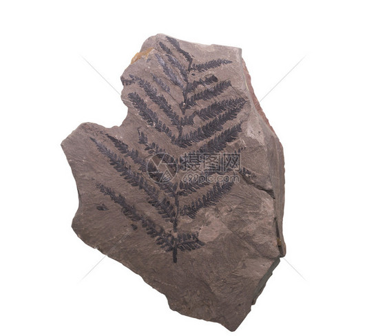 FossilAmmonite用剪路径分离背景图片