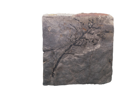 FossilAmmonite用剪路径分离背景图片