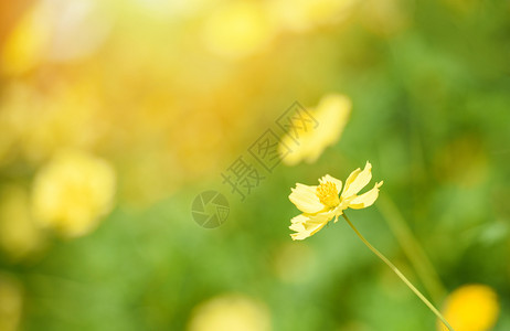 天然黄色花田背景模糊花园中美丽的黄色植物卡伦杜拉秋色图片