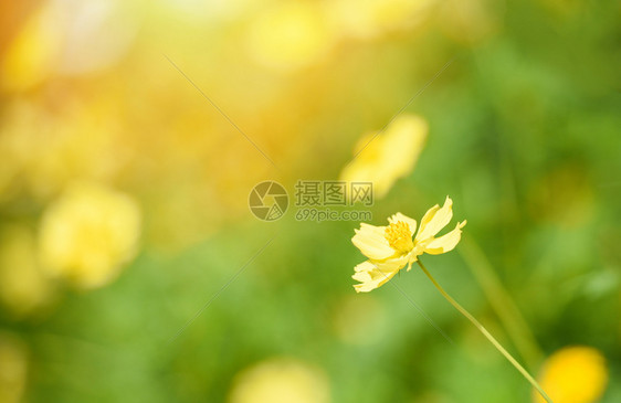 天然黄色花田背景模糊花园中美丽的黄色植物卡伦杜拉秋色图片