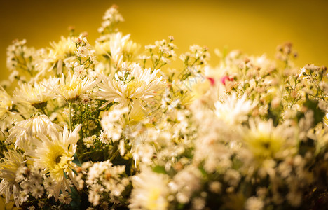 白菊花黄调古代背景的白菊花高清图片