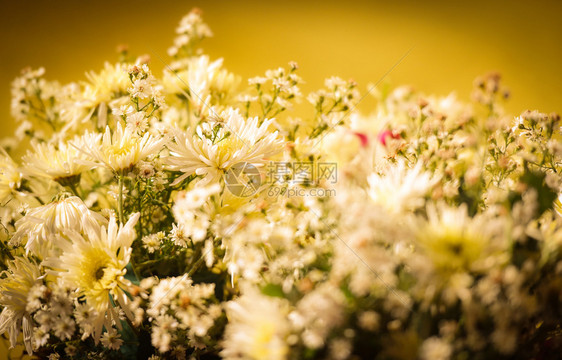 白菊花黄调古代背景的白菊花图片