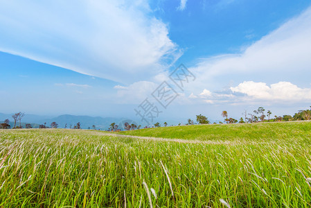 山坡原地表的景观绿草地图片