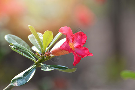 花朵图片