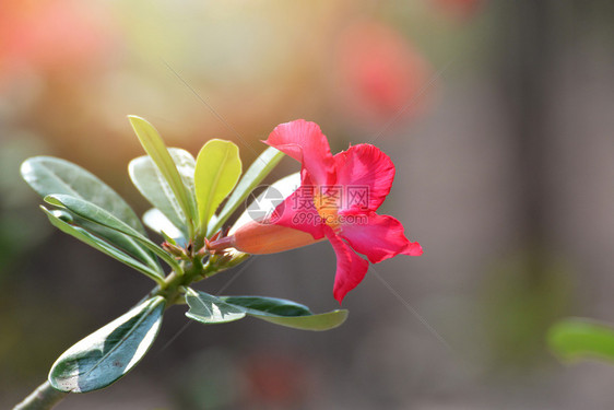 花朵图片