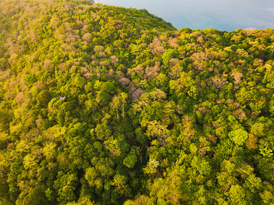 泰公园热带森林绿树夏季山区或丘的空中最高峰自然景观图案背图片