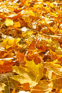 黄色掉落的山坡叶在地面上浅色DOF图片