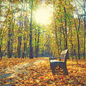 秋季公园双座和黄色的树图片