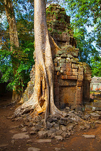 柬埔寨吴哥瓦古城墙上的根树图片