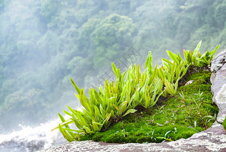 水苔照片 水苔背景 水苔摄影图片下载 摄图网