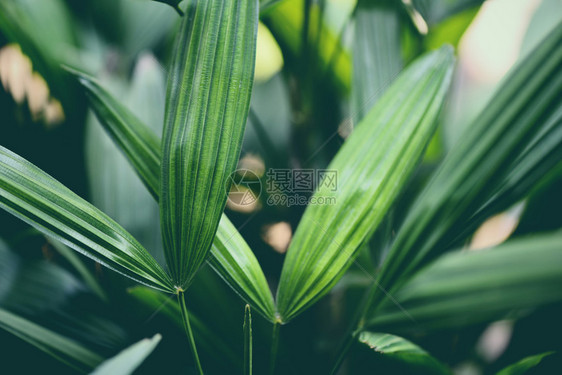 热带植物在丛林树叶背景中关闭绿图片