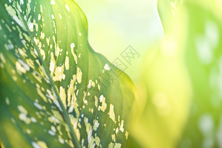 Araceae植物绿叶和夏日自然的阳光模糊背景愚蠢的甘蔗装饰植物图片