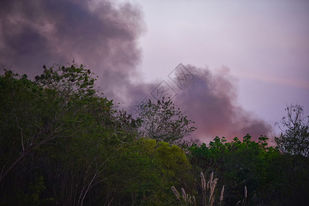 森林火灾烧毁树木野火和烟雾在天空中燃烧图片
