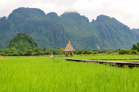 具有山地背景的农村耕田绿稻和木桥图片