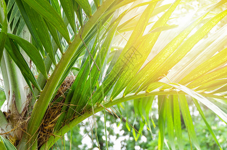 夏季花园树叶棕榈上的鸟巢图片