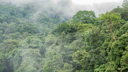 雨后雾的热带雨林顶端森风景中的绿树图片