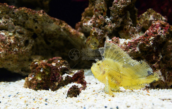 叶子蝎鱼黄游海洋生物水下图片