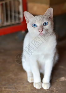 可爱的白猫蓝眼睛有选择焦点图片