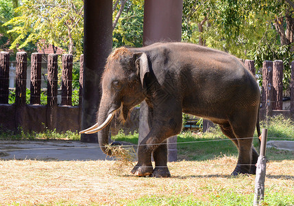 泰国大象亚洲农场图片