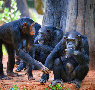 黑猩住在公园泛地球图片